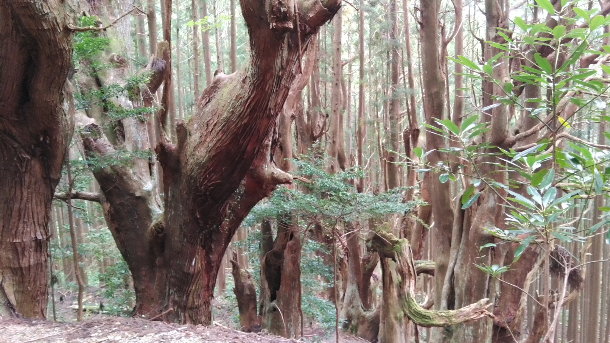 三浦峠の杉の木