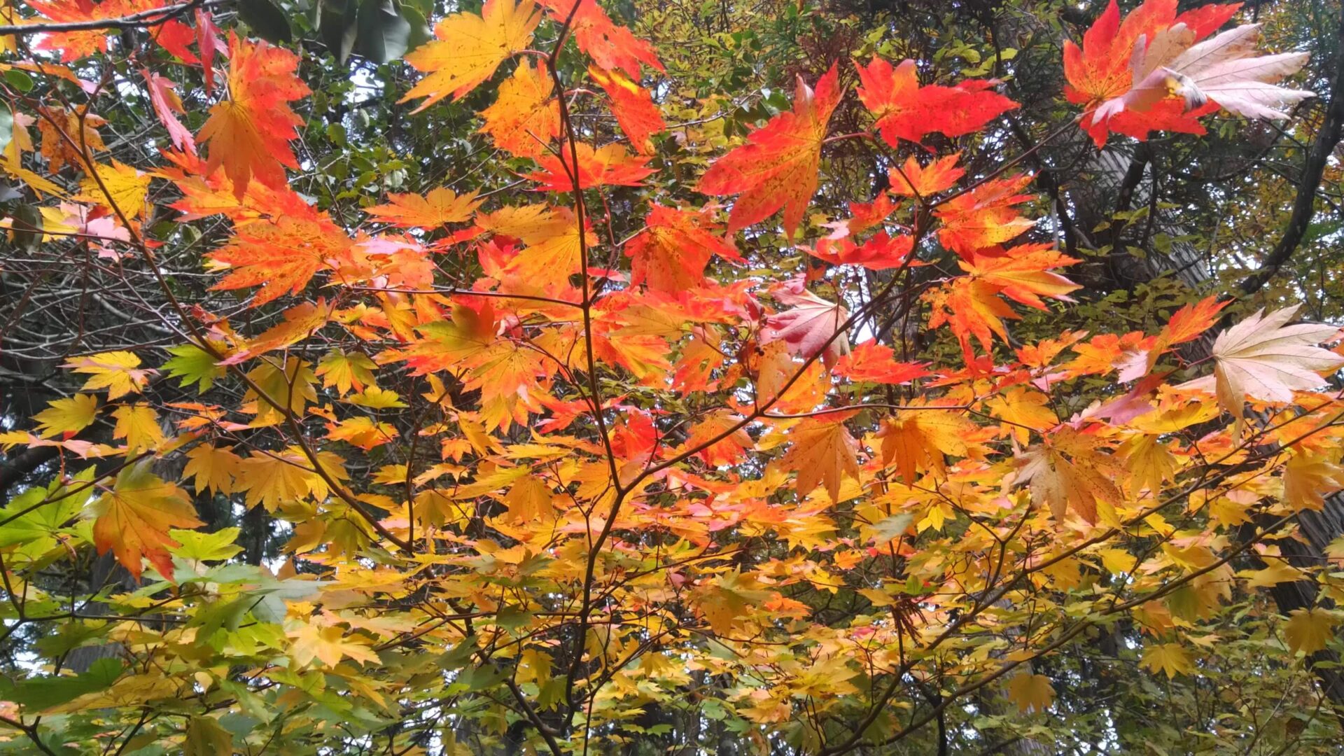 百里ヶ岳の紅葉