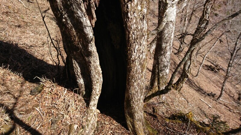 穴の開いた木