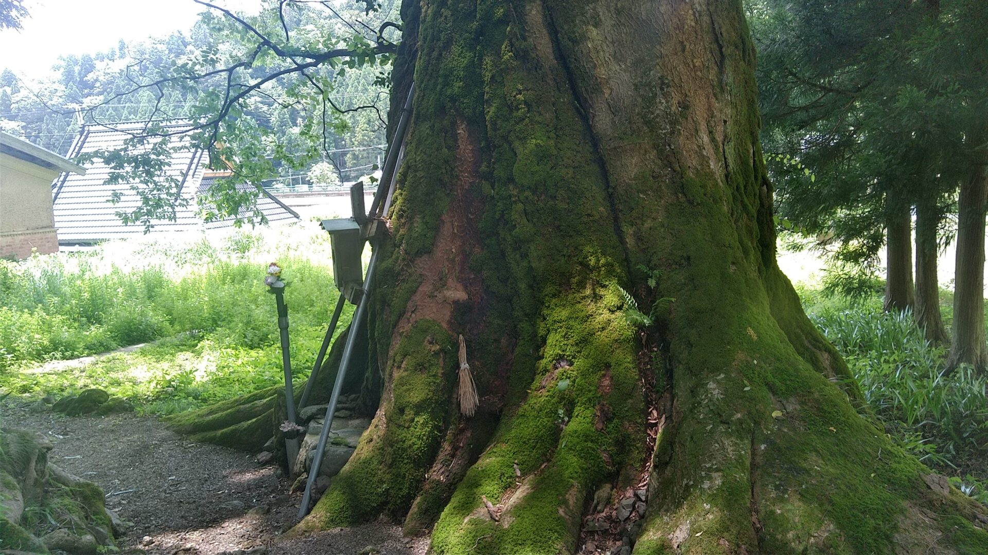 巨木