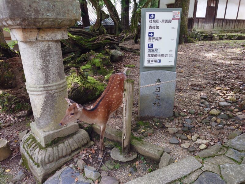 春日大社