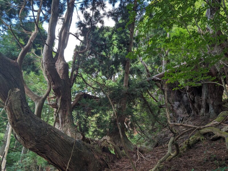 井ノ口山