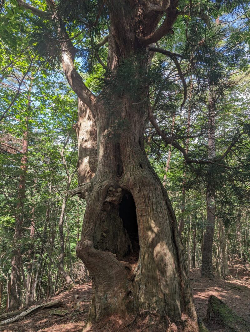 杉の巨木