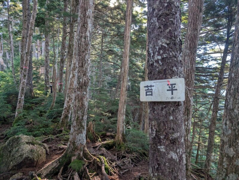 苔平