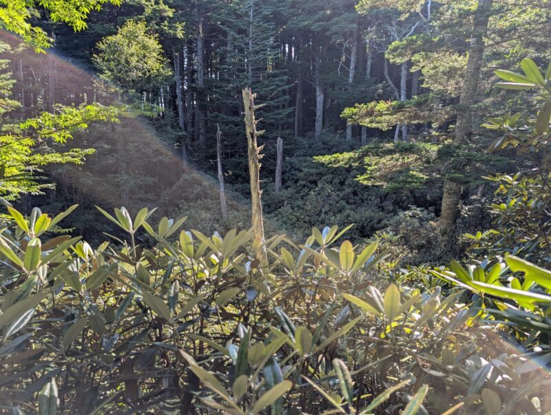 乙女の森