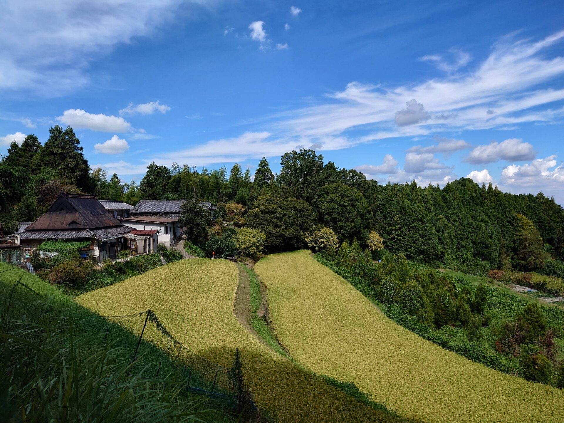 棚田